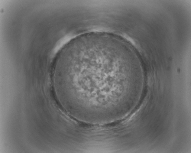 X0000065241263200602242016