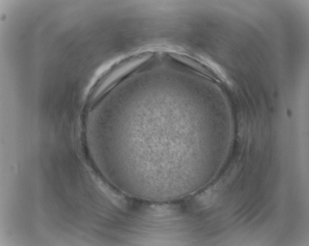 X0000065241264200602242016