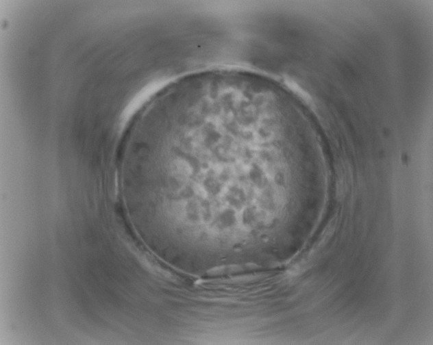 X0000065241271200602242015