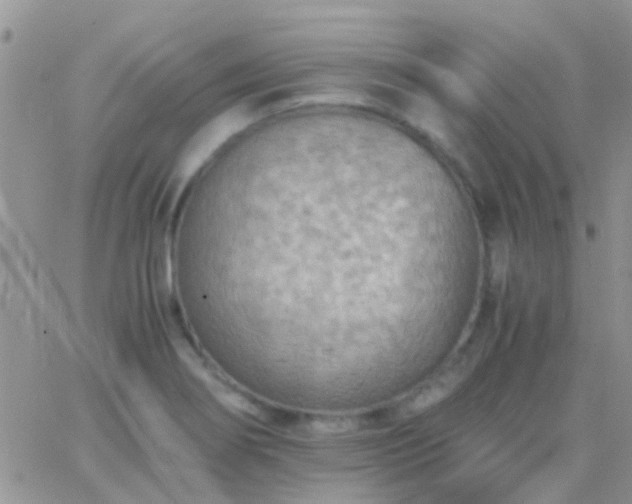 X0000065241274200602242015