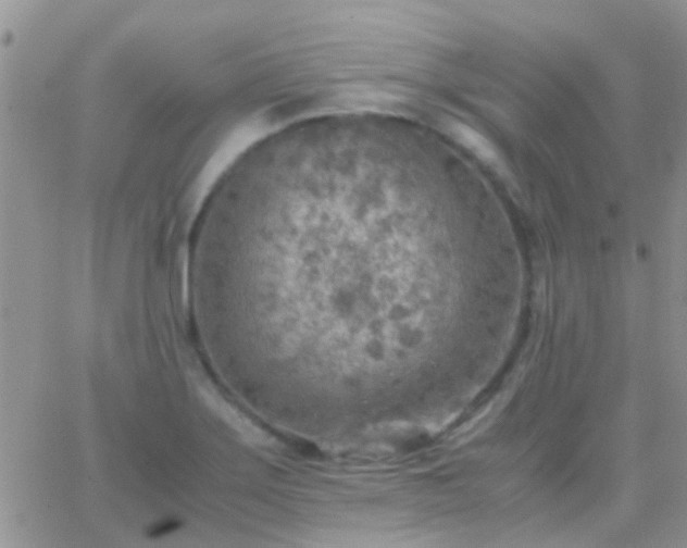 X0000065241275200602242015