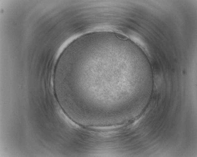 X0000065241288200602242015