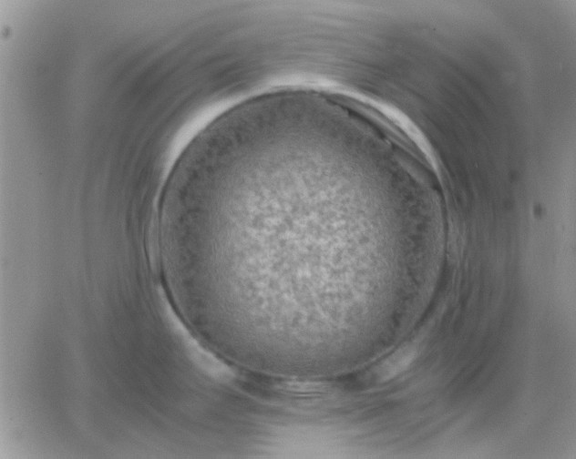 X0000065241295200602242015