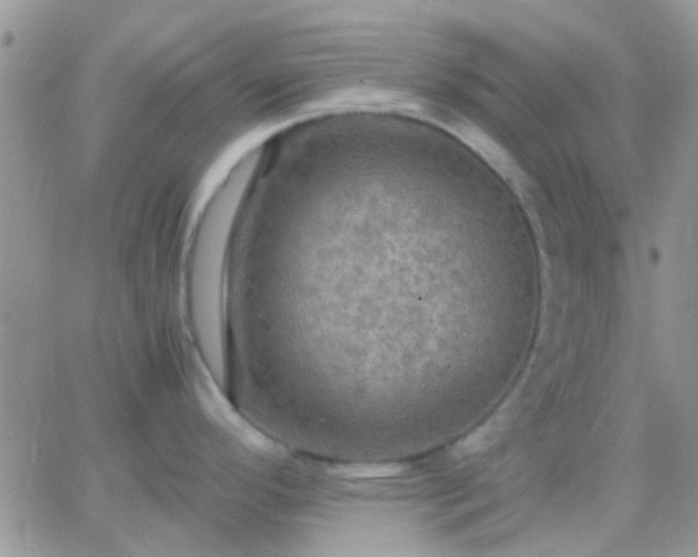 X0000065241296200602242015