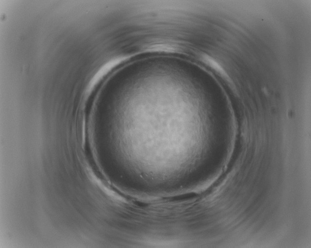 X0000065241323200602242015