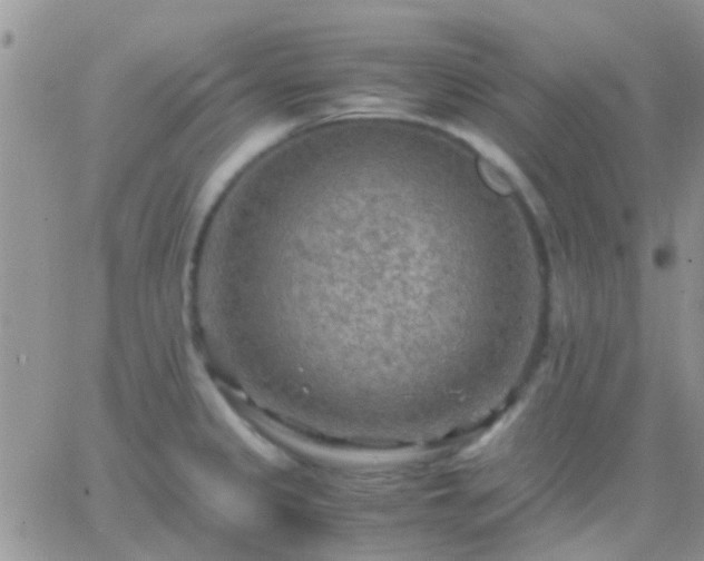 X0000065241333200602242015