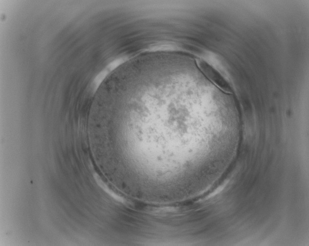 X0000065241337200602242015