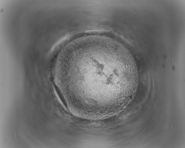 X0000065241351200602242014