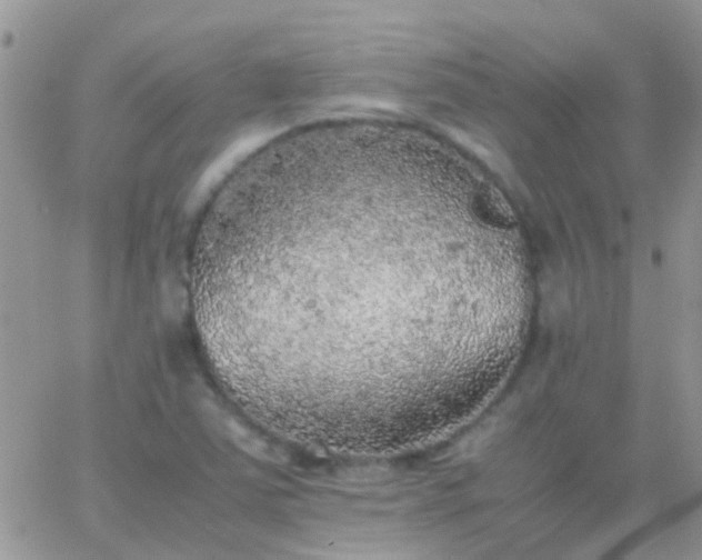 X0000065241363200602242014