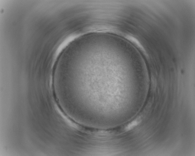 X0000065241424200602242013