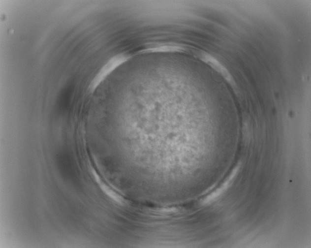 X0000065241425200602242013