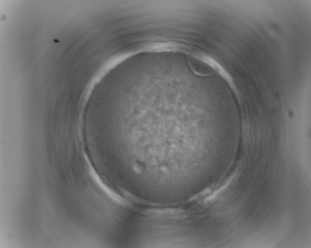 X0000065241429200602242013