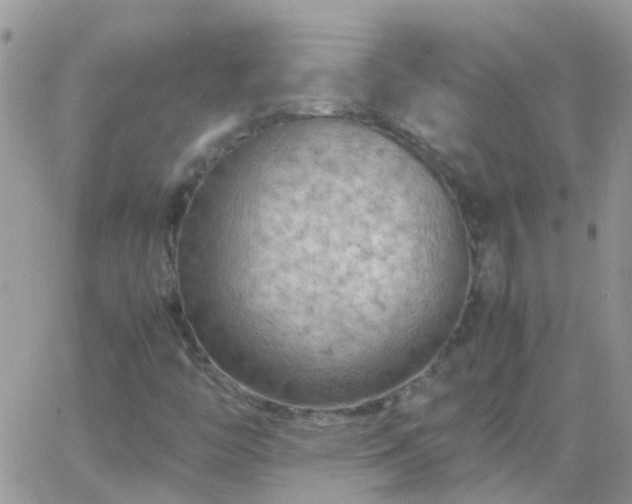 X0000065241446200602242013