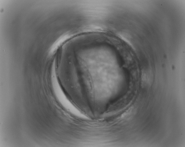 X0000065241455200602242012