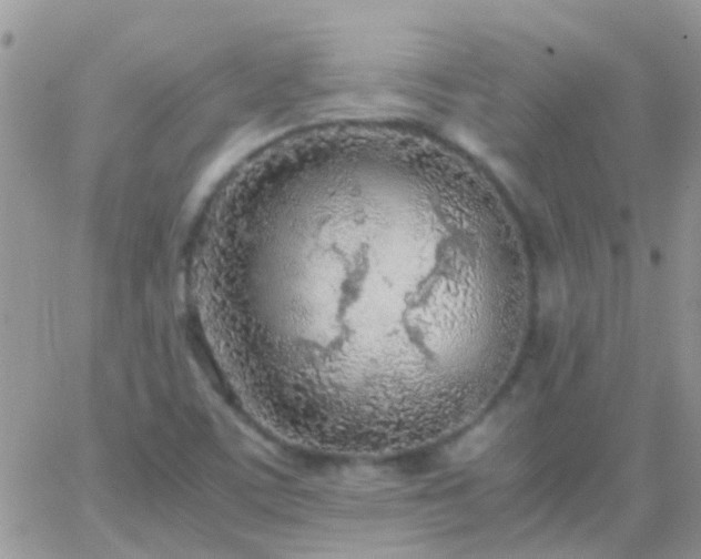 X0000065241459200602242012