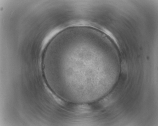 X0000065241464200602242012