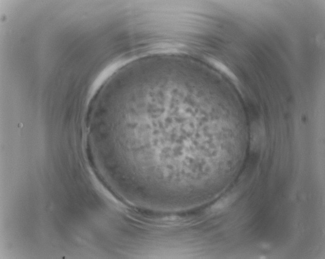 X0000065241467200602242012