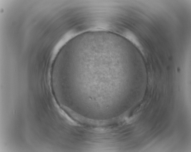 X0000065241480200602242012