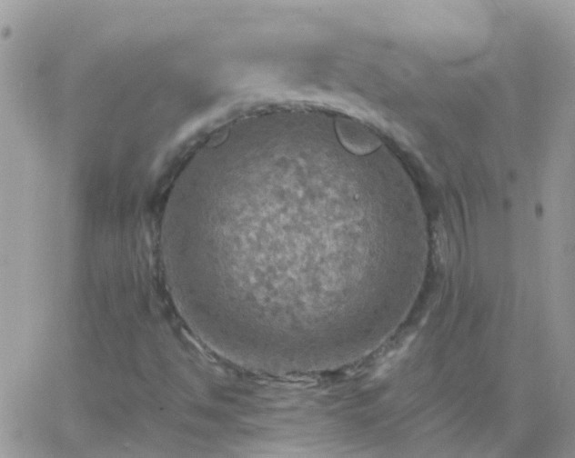 X0000065241494200602242011