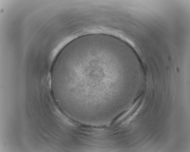 X0000065241509200602242011