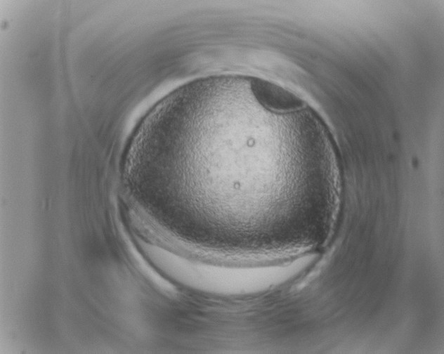 X0000065241525200602242012