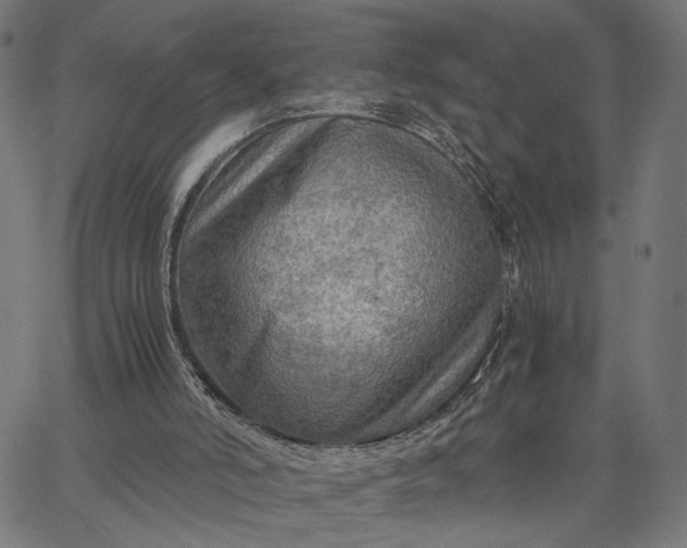 X0000065240006200603031750