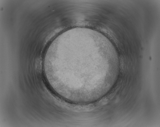 X0000065240016200603031750