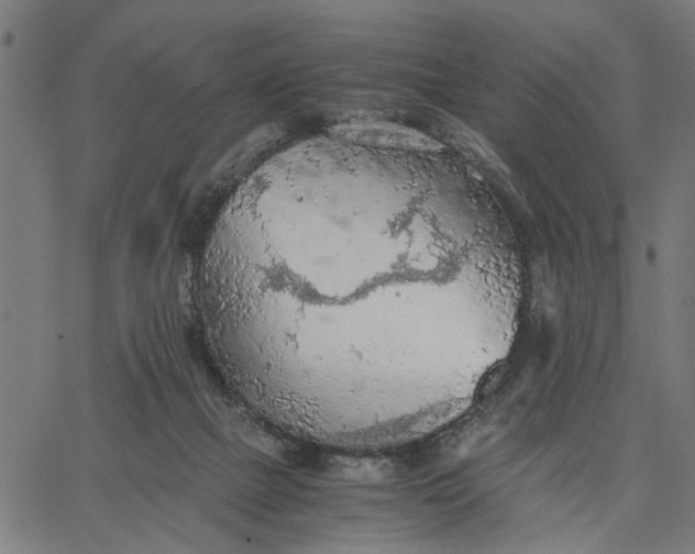 X0000065240073200603031749