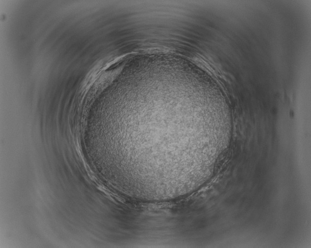 X0000065240241200603031745