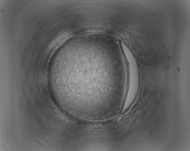 X0000065240243200603031745