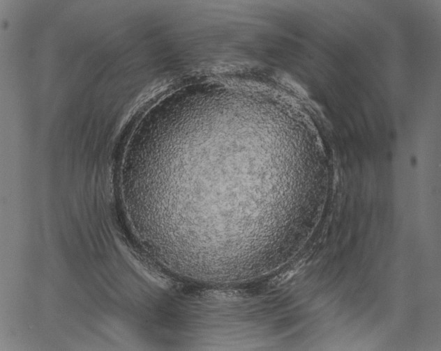 X0000065240250200603031746