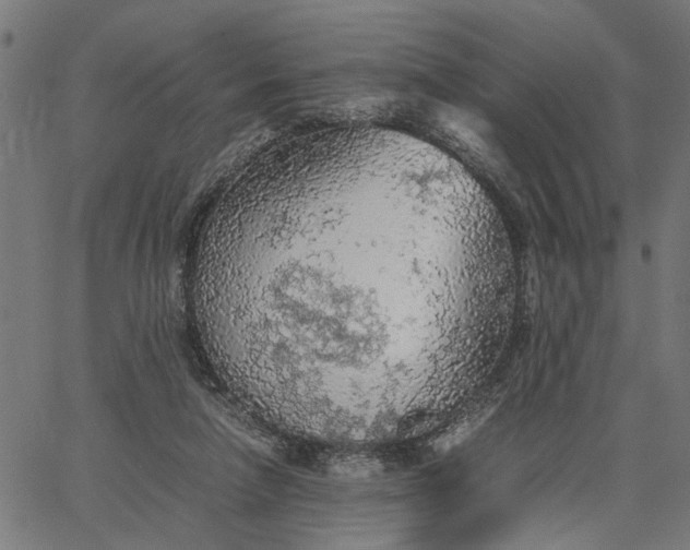 X0000065240258200603031746
