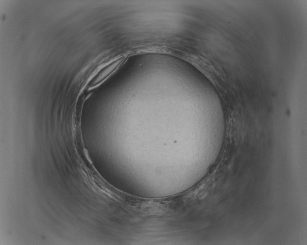 X0000065240290200603031745