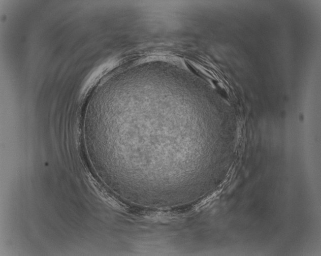 X0000065240293200603031745
