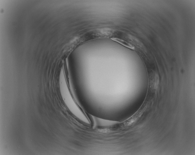 X0000065240425200603031743