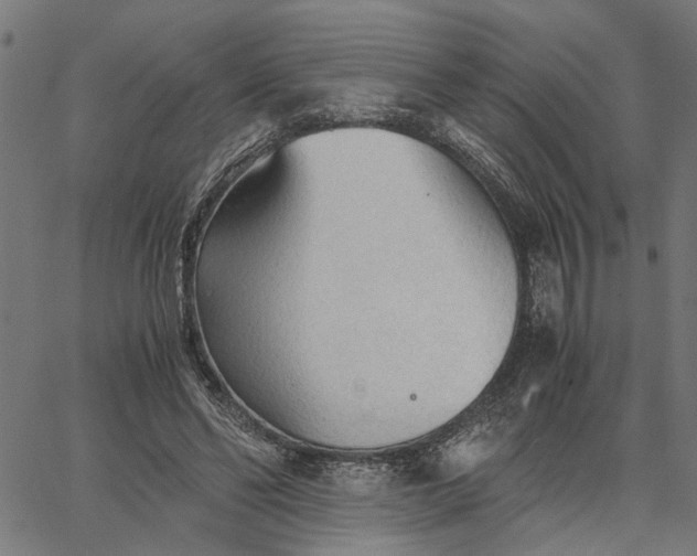 X0000065240494200603031742