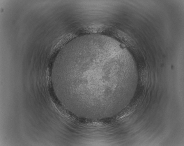 X0000065240594200603031740