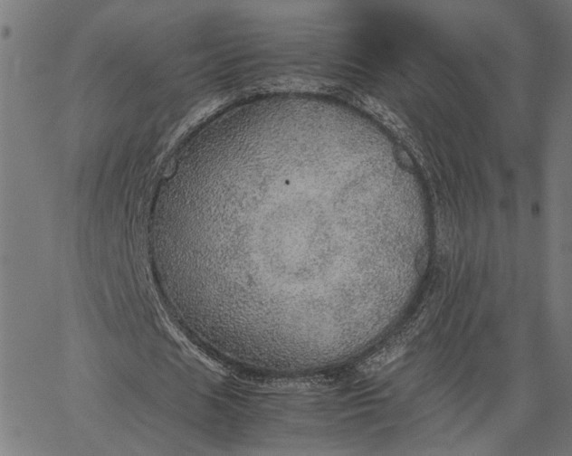 X0000065240625200603031739