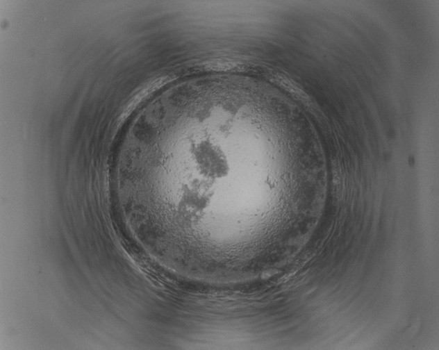 X0000065240626200603031739