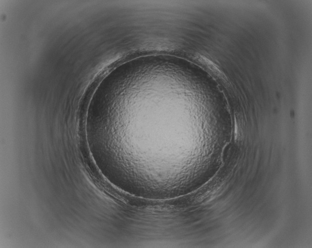 X0000065240627200603031739