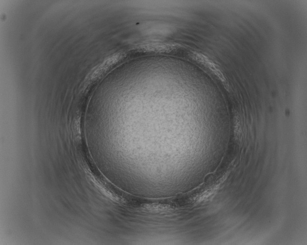 X0000065240633200603031739