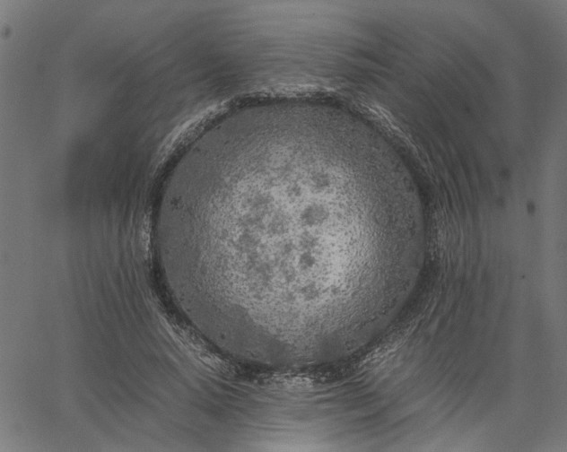 X0000065240640200603031739