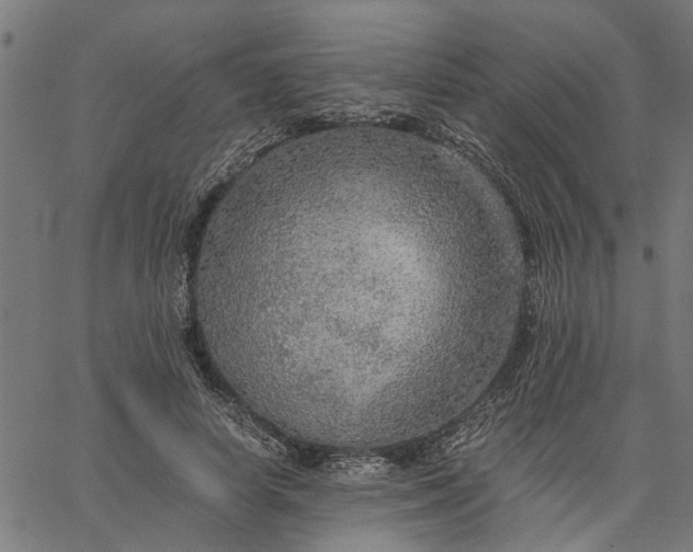 X0000065240642200603031739