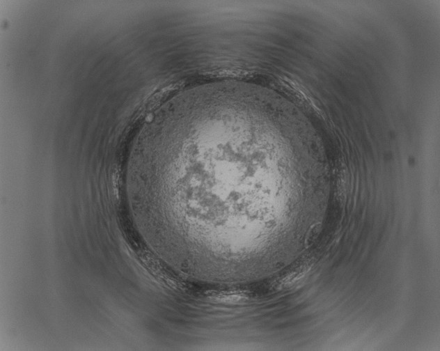 X0000065240643200603031739