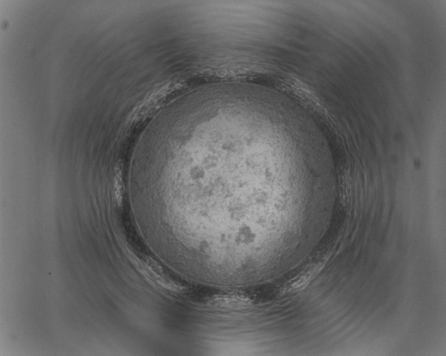 X0000065240644200603031739