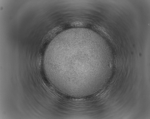 X0000065240645200603031739