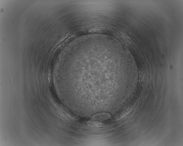 X0000065240648200603031739