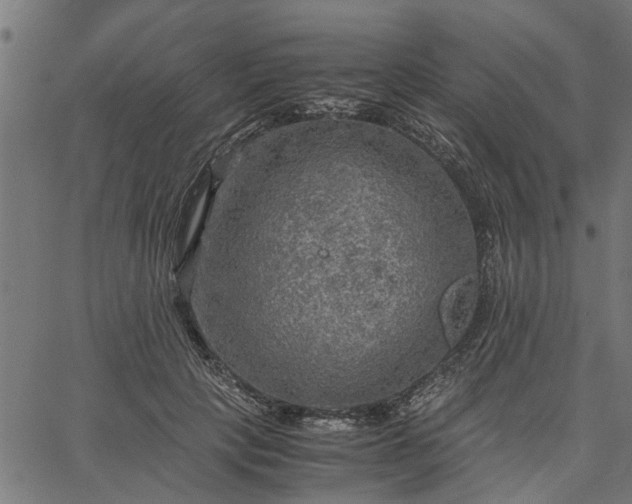 X0000065240649200603031739