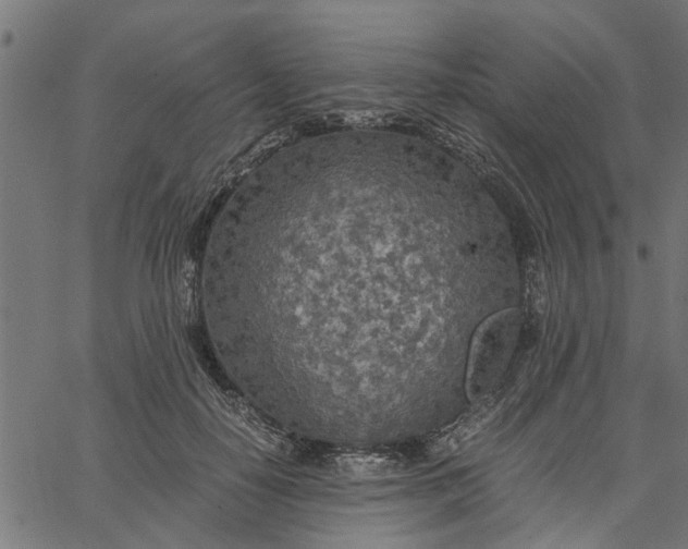 X0000065240650200603031739