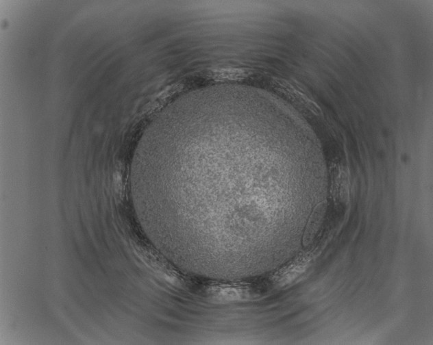 X0000065240655200603031739